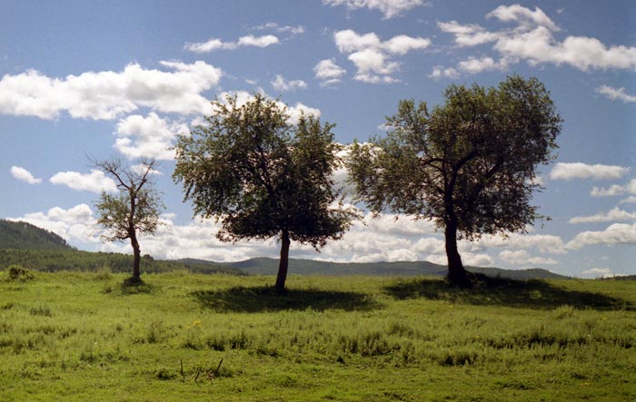 Одинокие (The Lonely Trees)